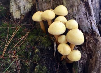 Un grupo de investigadores propone una aproximación para ayudar a que los ecosistemas sean sostenibles