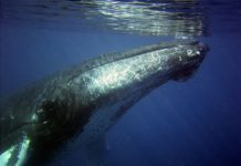 Entrevista a Felipe Paredes: Tratado de Alta Mar, un hito histórico para la gobernanza oceánica internacional y una oportunidad para Chile