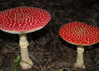 Hongos socios de los árboles: la red de micorrizas en los bosques