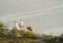Estudio revela que las gaviotas moldean la genética de parásitos marinos en la costa chilena