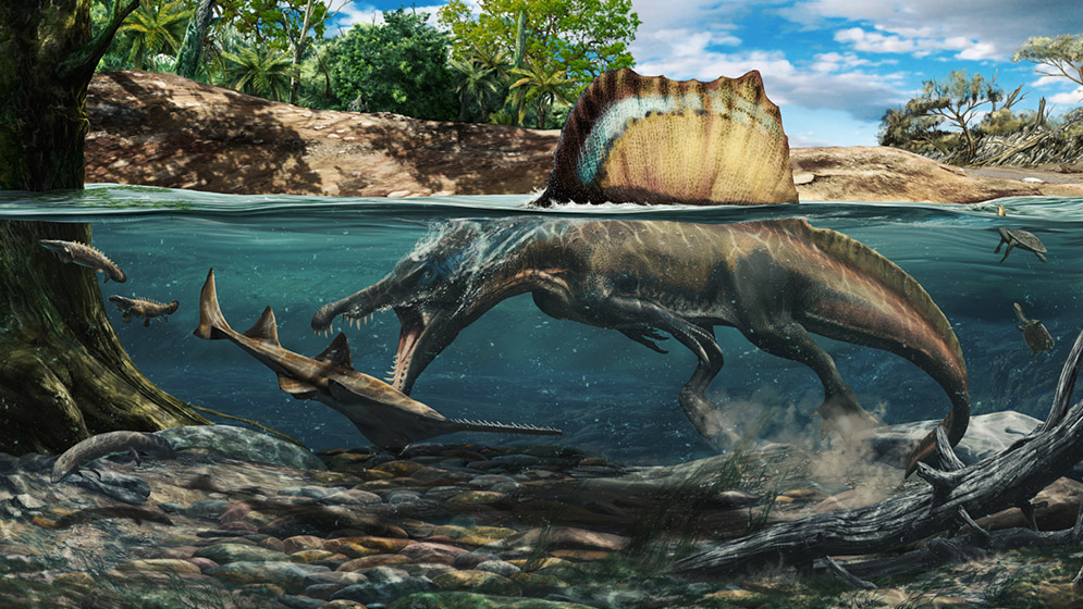Revelan que algunos dinosaurios carnívoros habrían tenido hábitos acuáticos  - Revista Ecociencias