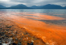 Floraciones Algales Nocivas: los desafíos de la vigilancia y prevención ante la amenaza de marea roja en Chile