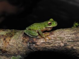 El cambio climático acelera la desaparición de los anfibios