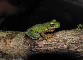 El cambio climático acelera la desaparición de los anfibios