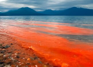 Evalúan alelopatía de microalgas formadoras de Marea Roja