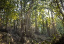 Campus Naturaleza UdeC inicia restauración ecológica para un territorio más resiliente