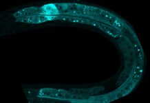 Organismo modelo ‘C. elegans’ visto al microscopio. / CSIC.