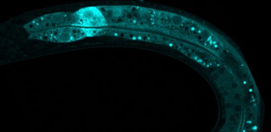 Organismo modelo ‘C. elegans’ visto al microscopio. / CSIC.