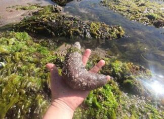 Estudio caracterizó propiedades anticancerígenas del pepino de mar chileno