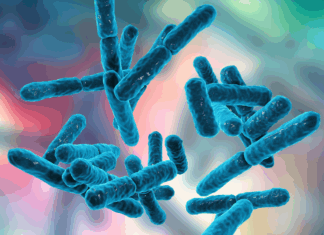 Científica crea un probiótico para erradicar a Helicobacter pylori responsable del cáncer gástrico