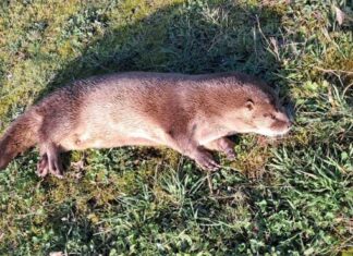 Mesa de Protección de Fauna Silvestre hace llamado urgente a proteger al huillín tras nuevo atropello en Chiloé