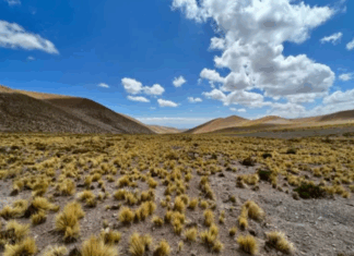 La rizósfera: un universo oculto que ayuda a las plantas a sobrevivir en el desierto más árido del mundo