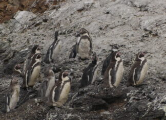 Pingüino de Humboldt en riesgo: investigación revela su rol clave en la Península de Hualpén