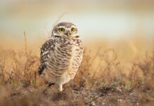 Encuesta nacional busca fortalecer el uso de eBird en Chile y su impacto en la conservación de aves