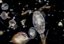 Estudio revela el rol del zooplancton como transportador de microplásticos en los océanos
