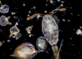 Estudio revela el rol del zooplancton como transportador de microplásticos en los océanos