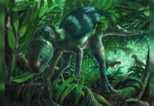 Foskeia pelendonum: el diminuto dinosaurio europeo que reescribe la historia evolutiva de los ornitópodos