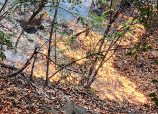 Incendio en el Cajón de Pejerrey consume más de 580 hectáreas y amenaza ecosistemas del Achibueno