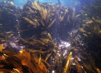Investigación internacional revela nuevas especies de kelp y su alta biodiversidad en el Pacífico Sudeste