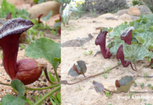 Hallazgo de tres nuevas plantas endémicas de “orejas de zorro” en Chile reescribe la historia de un género botánico único