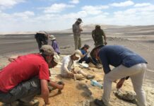 Hallazgo en Perú revela el registro más antiguo de vertebrados marinos del Mioceno en la cuenca de Pisco