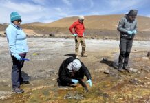 Virus extremos en El Tatio: la biodiversidad invisible que sostiene la vida en condiciones límite