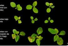 Nueva herramienta basada en CRISPR permite activar genes y aumentar la resistencia de las plantas a la sequía