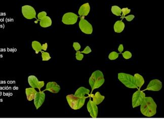 Nueva herramienta basada en CRISPR permite activar genes y aumentar la resistencia de las plantas a la sequía