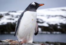 Pingüinos papúa no serían una sola especie: estudio genómico revela cuatro linajes moldeados por el océano Austral
