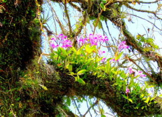 Biodiversidad microbiana en Chile: acción local, impacto planetario