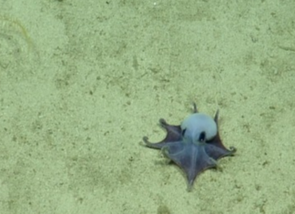 Un diminuto pulpo azul descubierto en Galápagos desafía lo que sabíamos sobre los pulpos de aguas profundas