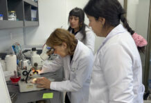 Hongo Fusarium, la amenaza que pone en riesgo los cultivos de verano en Chile