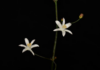 Oziroë imbricata: la nueva especie del Desierto Florido que revela la biodiversidad oculta de Atacama