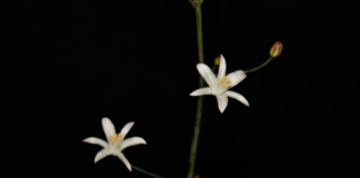 Oziroë imbricata: la nueva especie del Desierto Florido que revela la biodiversidad oculta de Atacama