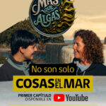 “Más que Algas”: serie web revela la ciencia que hay detrás de las macroalgas chilenas