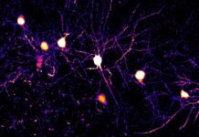 Descubren que el cerebro aprende con múltiples reglas simultáneas: cada neurona procesa la información de forma distinta