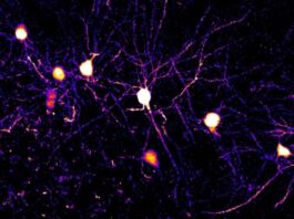 Descubren que el cerebro aprende con múltiples reglas simultáneas: cada neurona procesa la información de forma distinta
