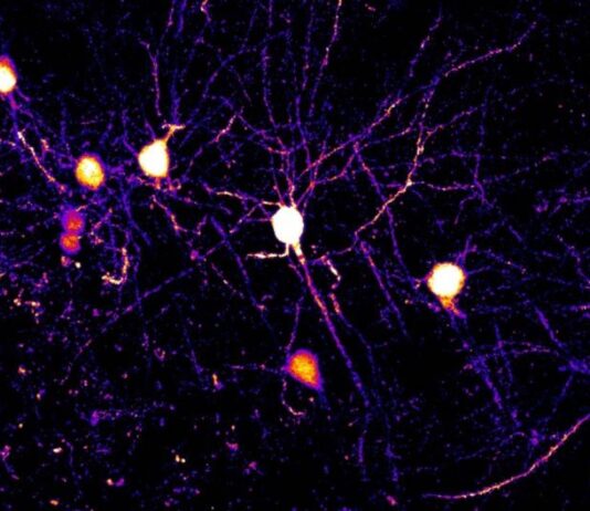 Descubren que el cerebro aprende con múltiples reglas simultáneas: cada neurona procesa la información de forma distinta