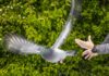 Estudio revela que el secreto de la orientación de las palomas podría estar en su hígado
