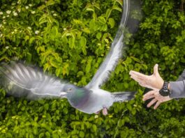 Estudio revela que el secreto de la orientación de las palomas podría estar en su hígado