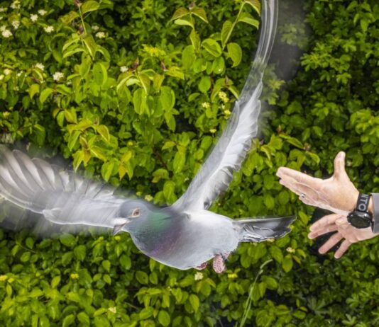 Estudio revela que el secreto de la orientación de las palomas podría estar en su hígado