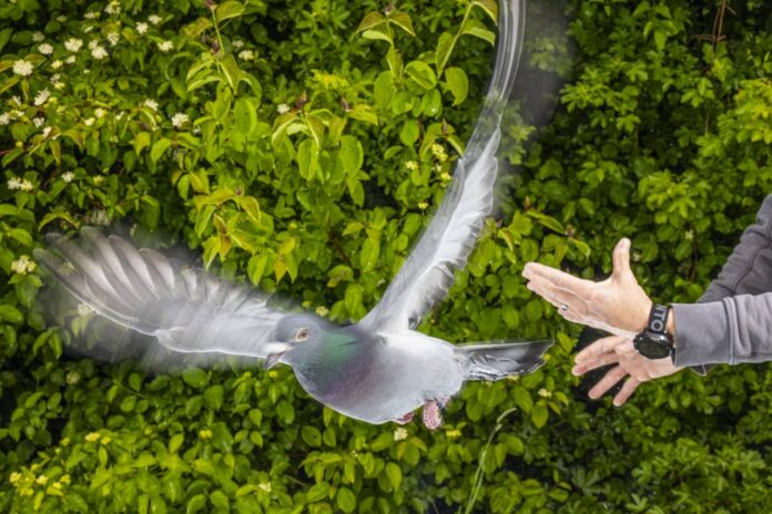 El-secreto-de-la-orientacion-de-las-palomas-no-esta-en-su-cabeza-sino-en-su-higado