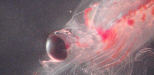 Descubren complejidad genética inédita en krill chileno clave para la biodiversidad marina