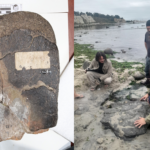 Paleontólogos de la U. de Chile confirman presencia de dinosaurios terrestres y aves del Cretácico en Algarrobo