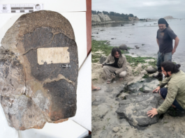 Paleontólogos de la U. de Chile confirman presencia de dinosaurios terrestres y aves del Cretácico en Algarrobo