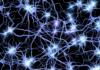 Investigadores de Valdivia descubren un mecanismo clave que protege a las neuronas del daño celular
