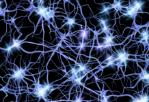 Investigadores de Valdivia descubren un mecanismo clave que protege a las neuronas del daño celular