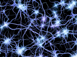 Investigadores de Valdivia descubren un mecanismo clave que protege a las neuronas del daño celular