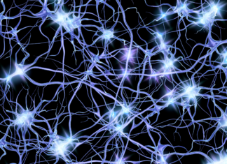 Investigadores de Valdivia descubren un mecanismo clave que protege a las neuronas del daño celular