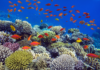 Descubren más de 166 mil km² de arrecifes de coral capaces de resistir la crisis climática
